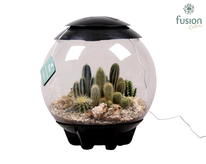 <h4>Terrarium XXL Exclusive zwart met Cactussen arrangement 10pp</h4>