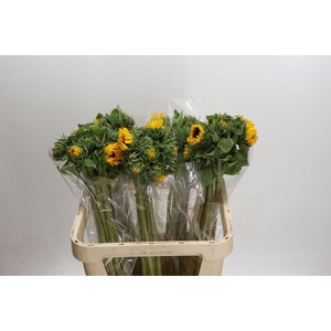 Helianthus Orange Fire