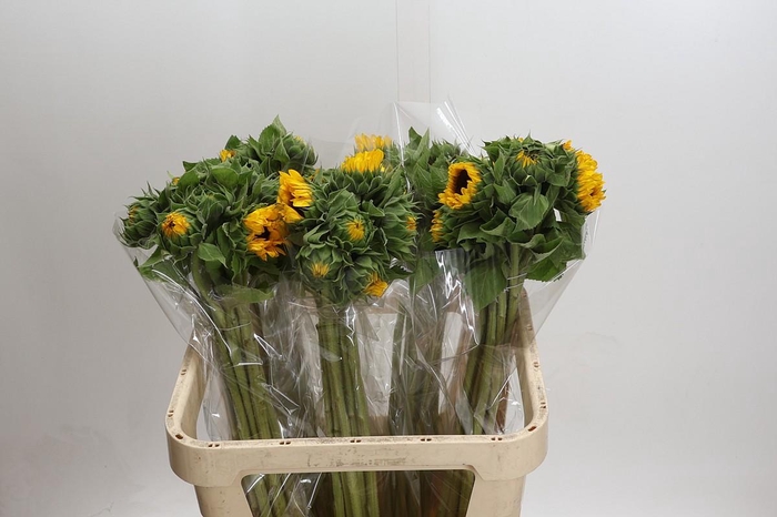 Helianthus Orange Fire