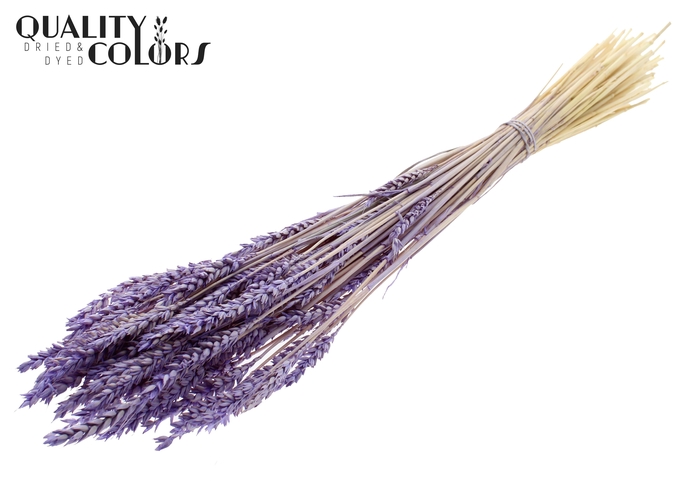 <h4>Triticum per bunch Intense Frosted Milka</h4>