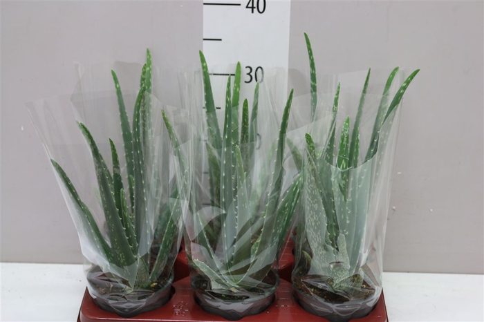 <h4>Aloe Vera</h4>