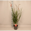 vaste planten 19 cm  Crocosmia Fire King