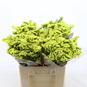 Statice Glossy Wings