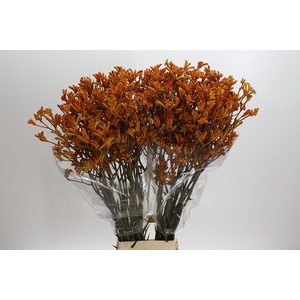 Kangaroo Paw Golden Girl