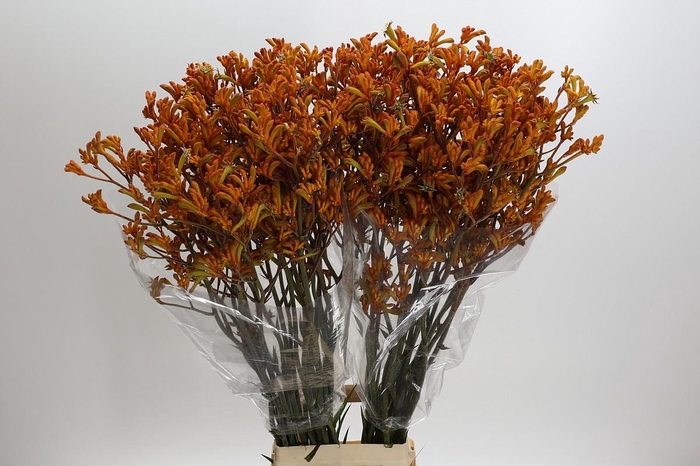 <h4>Anigozanthos Golden Girl</h4>