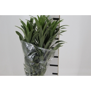 FOLHAGEM DRACENA SONG OF LA PLATA