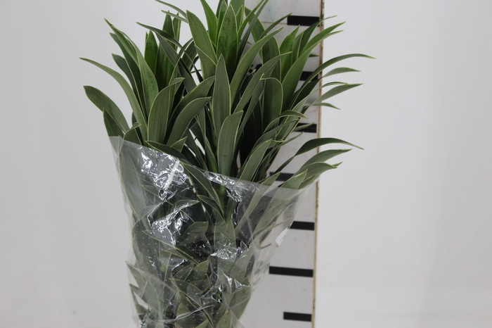 <h4>FOLHAGEM DRACENA SONG OF LA PLATA</h4>