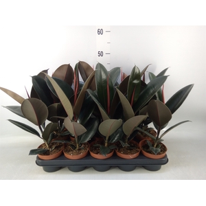 Ficus elastica 'Abidjan'