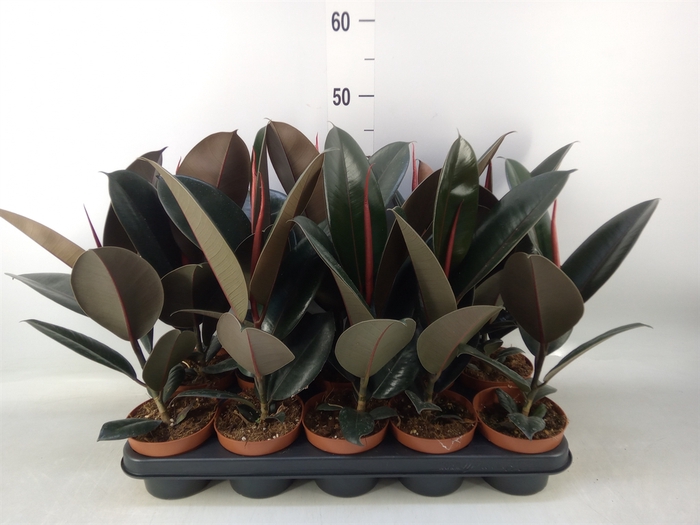 <h4>Ficus elastica 'Abidjan'</h4>