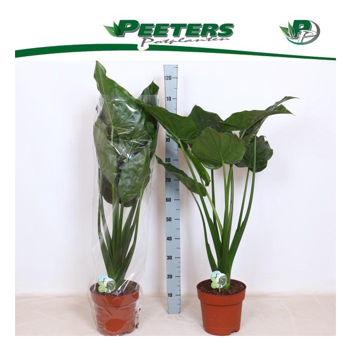 <h4>ALOC CUCULLATA</h4>