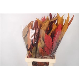 Stabi Castangne Autumn Mix Per Bunch