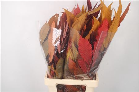 <h4>Stabi Castangne Autumn Mix Per Bunch</h4>