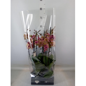 Phalaenopsis   ...rose