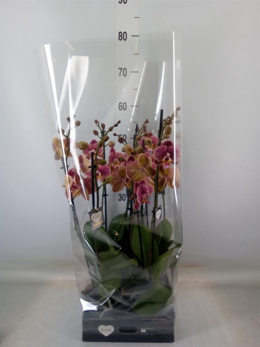 <h4>Phalaenopsis   ...rose</h4>