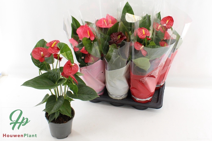 <h4>ANTHU AN GEM 4 KL</h4>