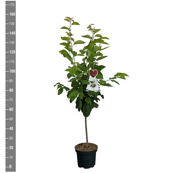 <h4>Prunus a. Butners Rote struik</h4>