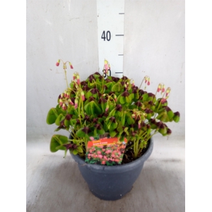 Oxalis tetraphylla 'Iron Cross'