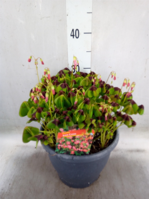 <h4>Oxalis tetraphylla 'Iron Cross'</h4>