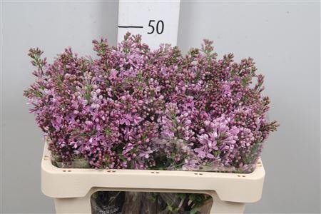 <h4>Syr V Dark Koster 2+</h4>