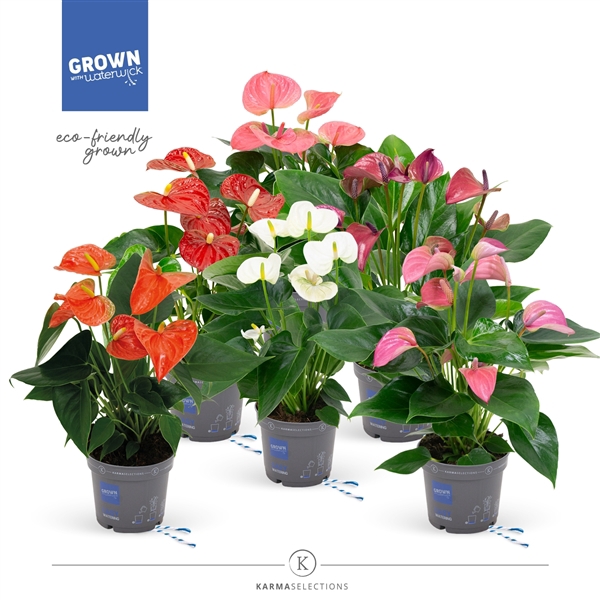 <h4>Anthurium Andreanum Grp gemengd</h4>