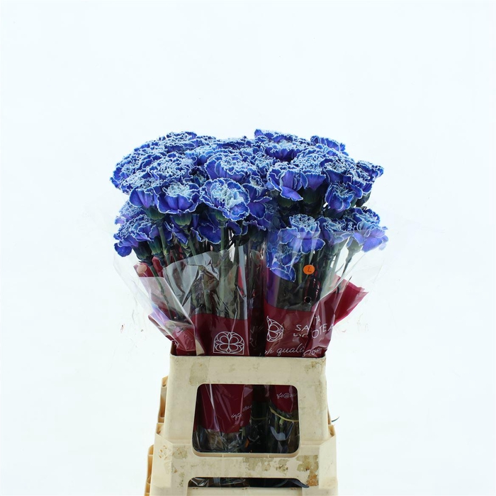 <h4>Di St Col Klb H% Blue Molly</h4>