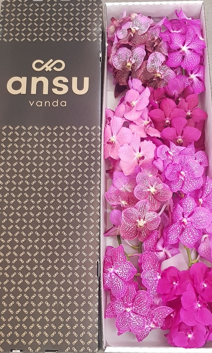 <h4>Vanda mix</h4>