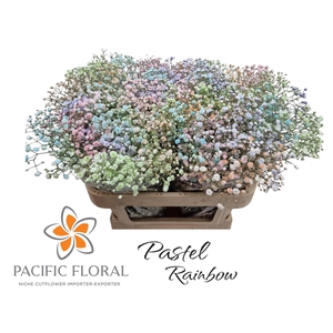 Gyps Klb Pastel Rainbow Pacific