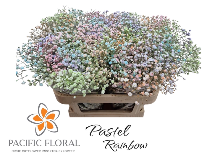<h4>Gyps Klb Pastel Rainbow Pacific</h4>