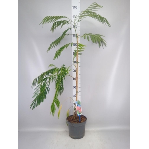 Albizia julibrissin
