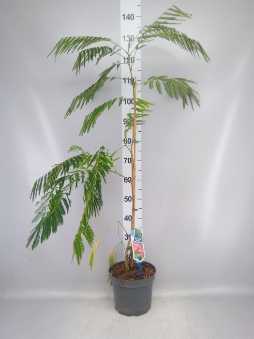 <h4>Albizia julibrissin</h4>