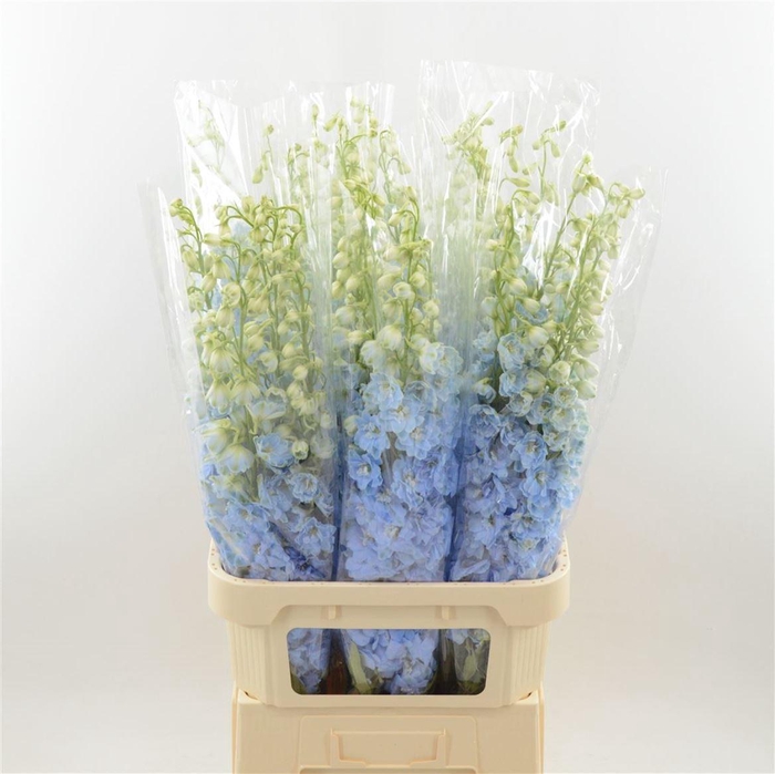 <h4>Delphinium Dewi Boy</h4>