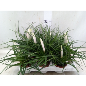 Tillandsia cyanea 'Biancini'
