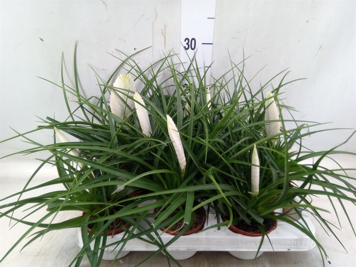 <h4>Tillandsia cyanea 'Biancini'</h4>