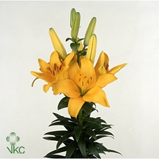 21981: Contradiction arrangement