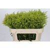 Solidago Tara Gold