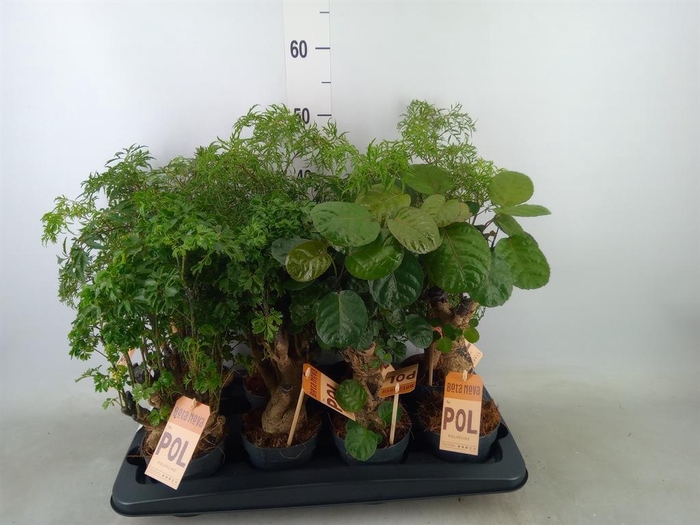 <h4>Polyscias   ...</h4>