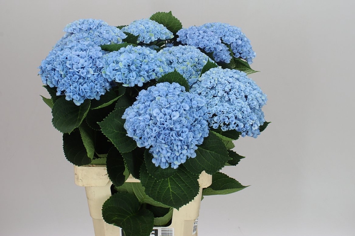 <h4>Hyd Revolution Blue</h4>