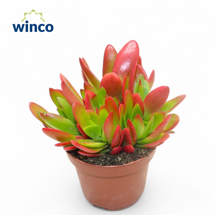 <h4>Crassula Capitella Campfire</h4>