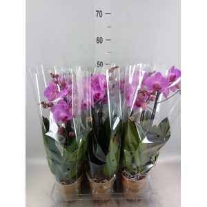Phalaenopsis   ...mix