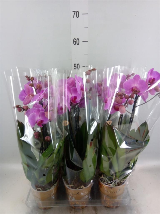 <h4>Phalaenopsis   ...mix</h4>