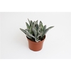 Kalanchoë Tomentosa
