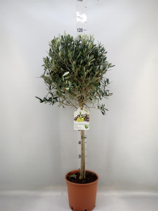 <h4>Olea europaea</h4>