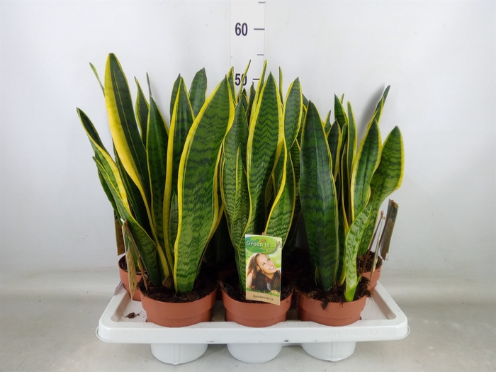 <h4>Sansevieria trifa. 'Laurentii'</h4>