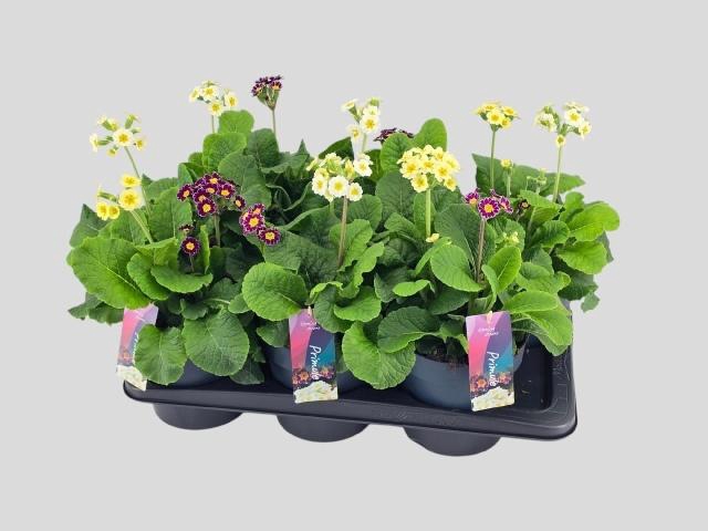 <h4>PRIM VERIS GEM</h4>