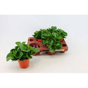 PEP OBT GREEN GOLD