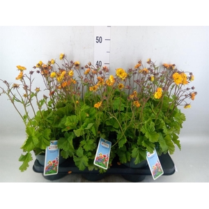 Geum rivale