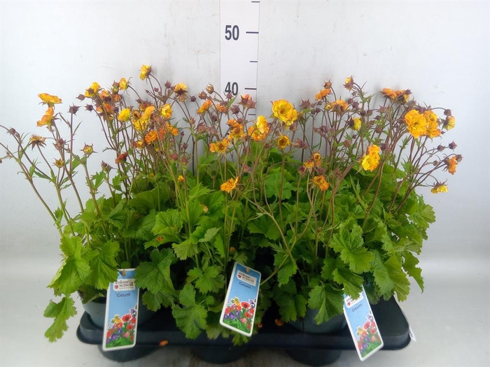 <h4>Geum rivale</h4>