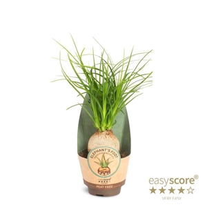 BEAUCARNEA RECURVATA p6