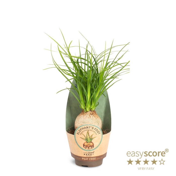 BEAUCARNEA RECURVATA p6