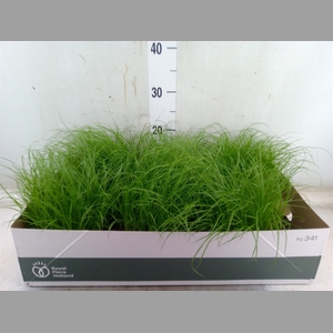 Cyperus alternifolius 'Zumula'